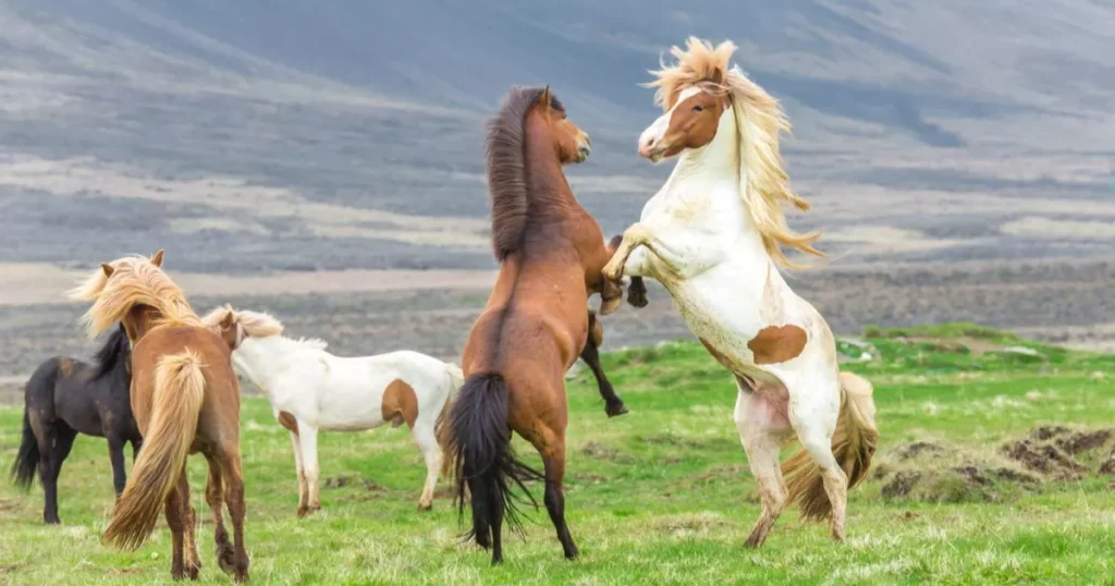 Icelandic Horse