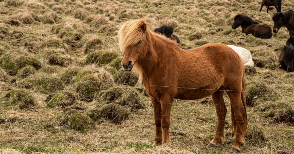 Icelandic Horse