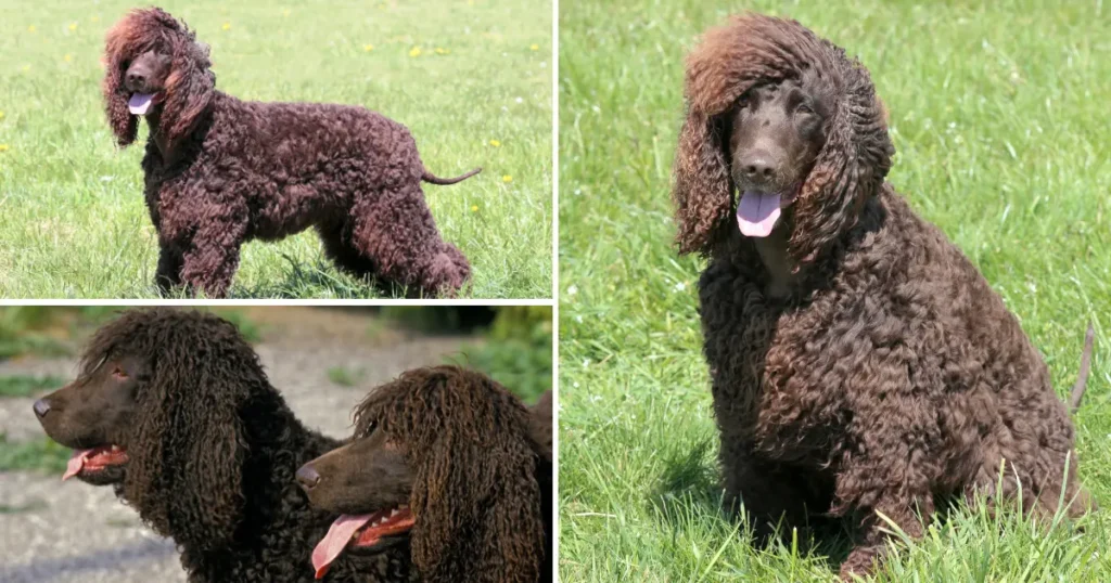 Irish Water Spaniel