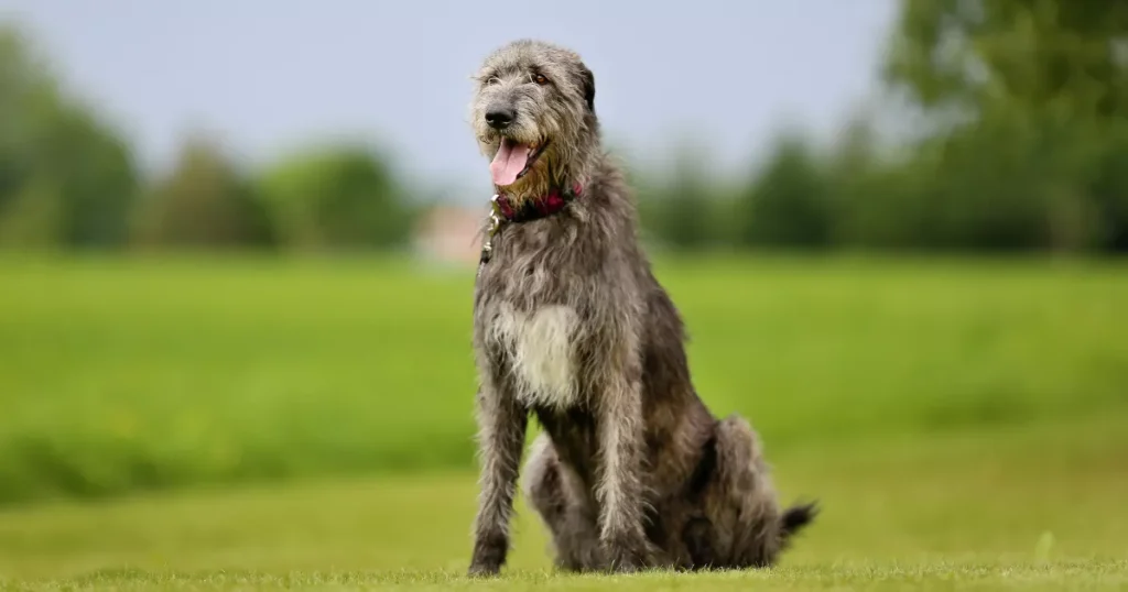 Irish Wolfhound