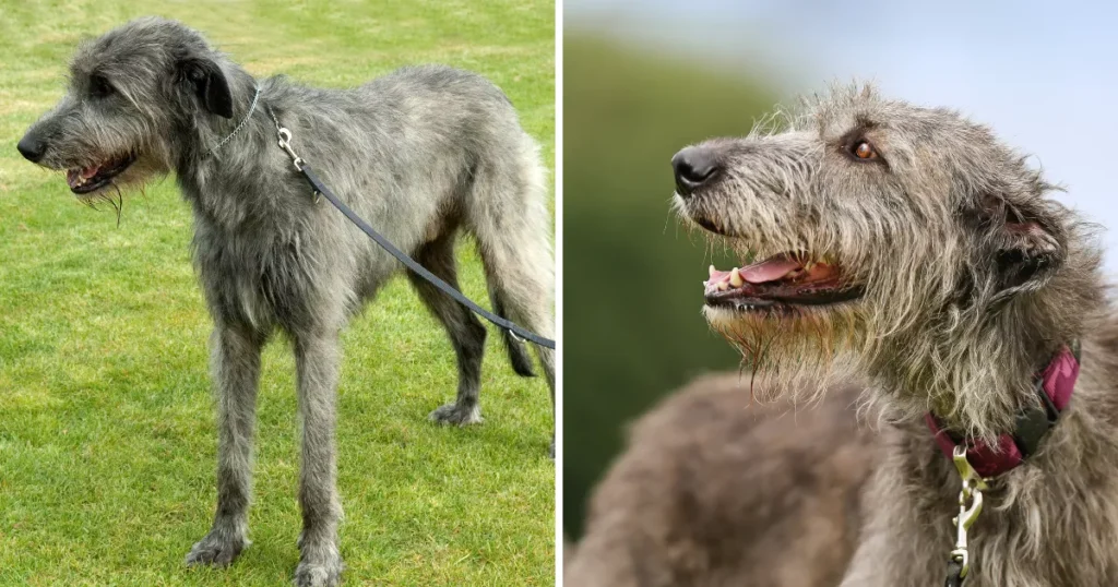 Irish Wolfhound