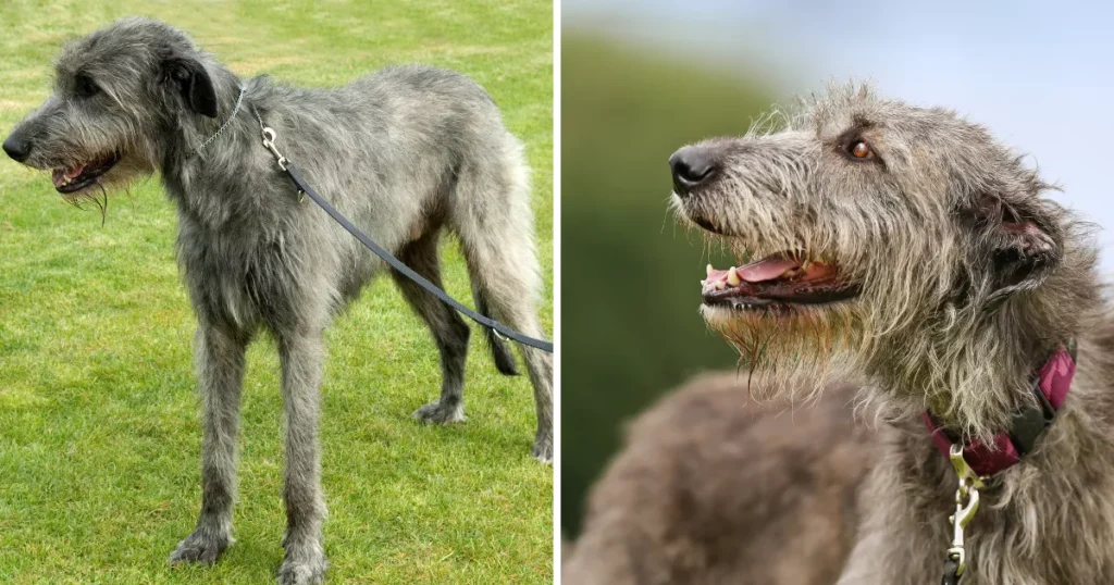 Irish Wolfhound