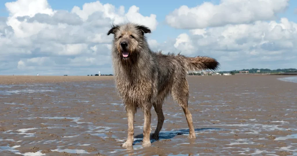 Irish Wolfhound