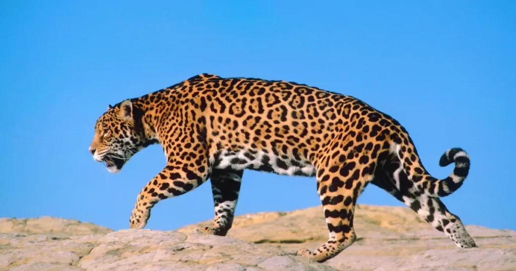 Jaguar