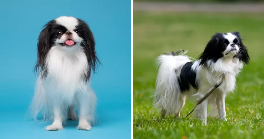 Japanese Chin