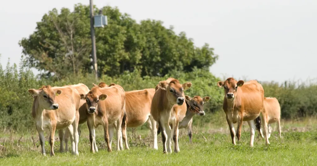 Jersey cattle