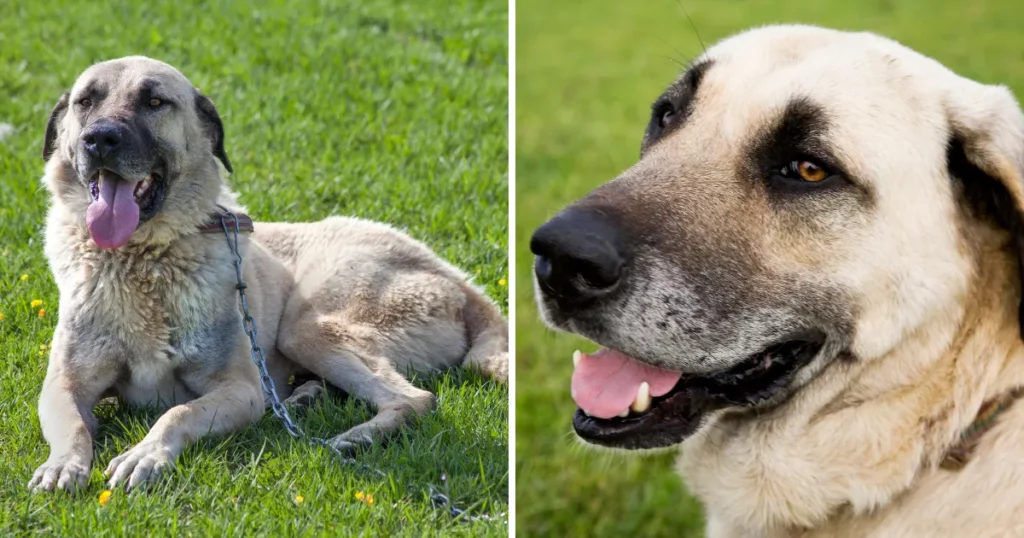 Kangal