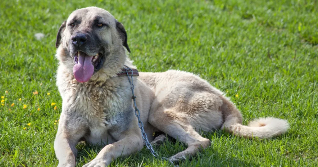 Kangal Dog