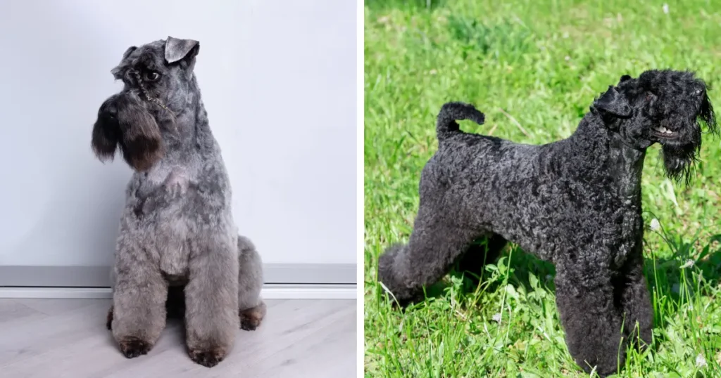 Kerry Blue Terrier