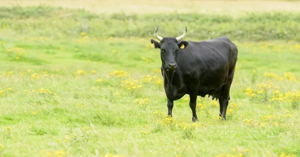 Kerry cattle