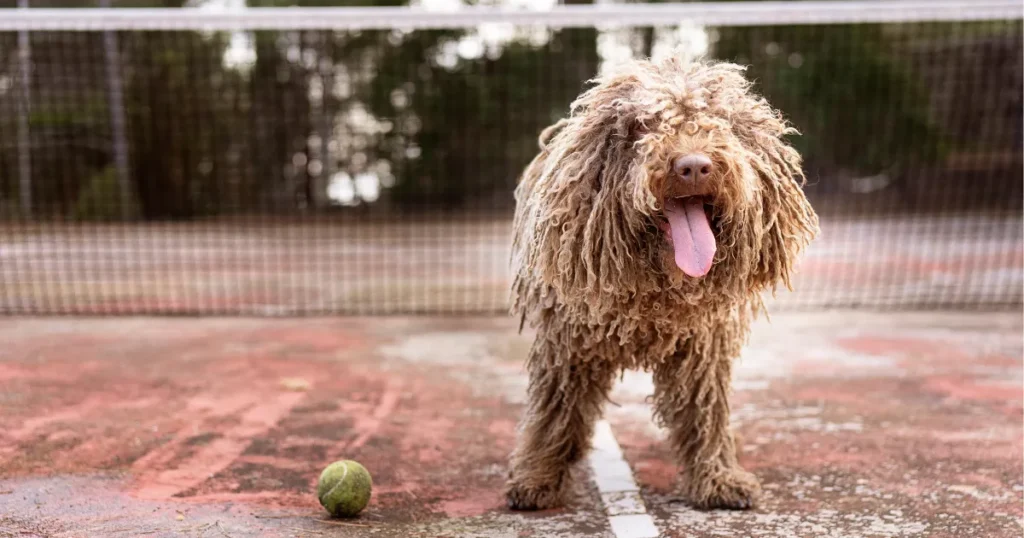 Komondor