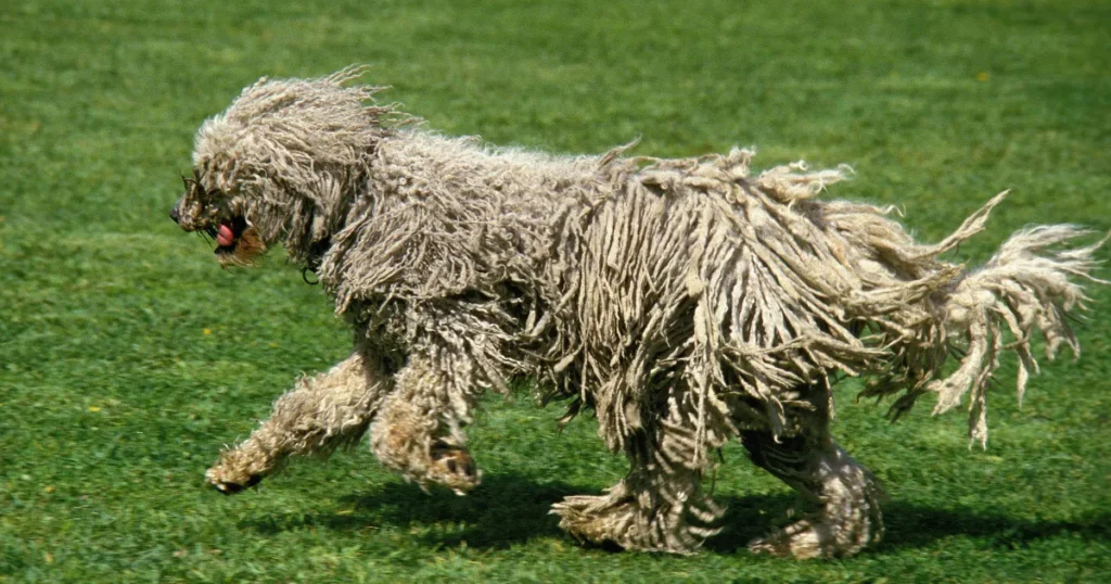 Komondor