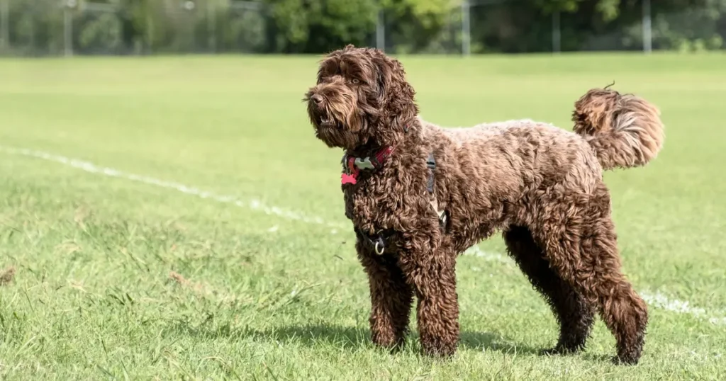 Labradoodle