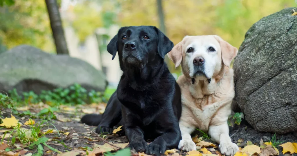 Labrador Retriever 