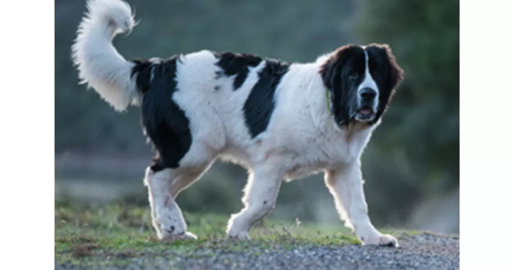 Landseer European Continental Type (E.C.T.)