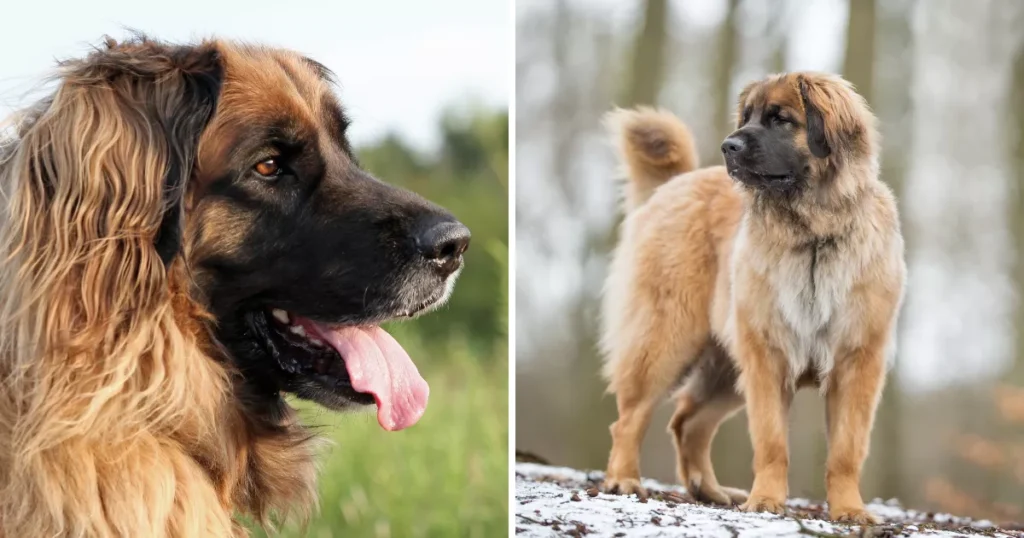 Leonberger