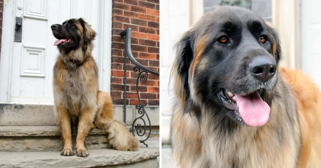 Leonberger