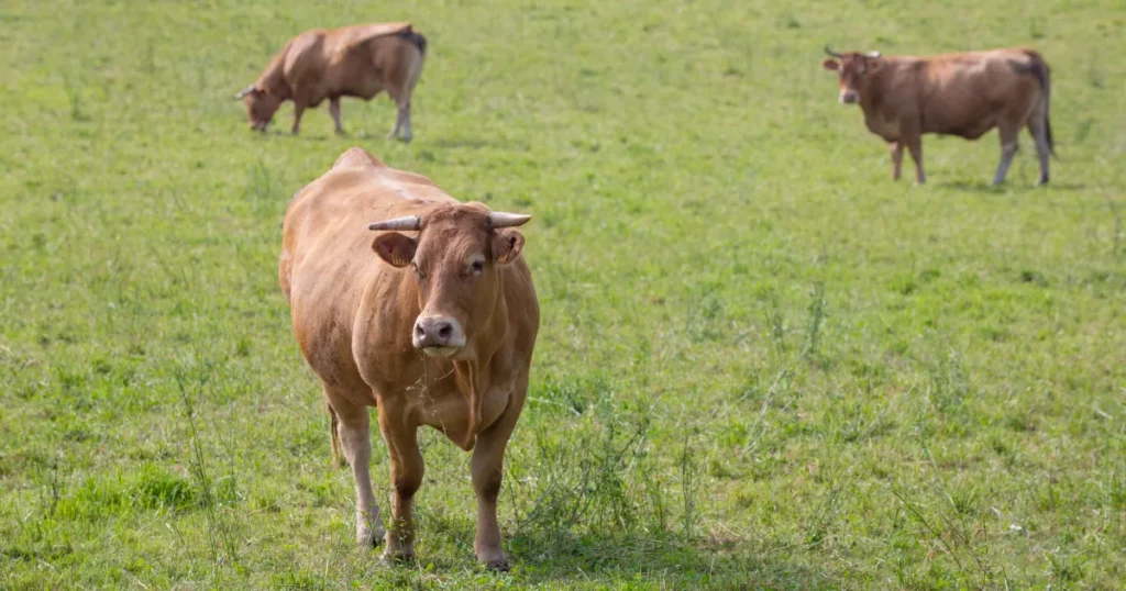 Limousin Cattle