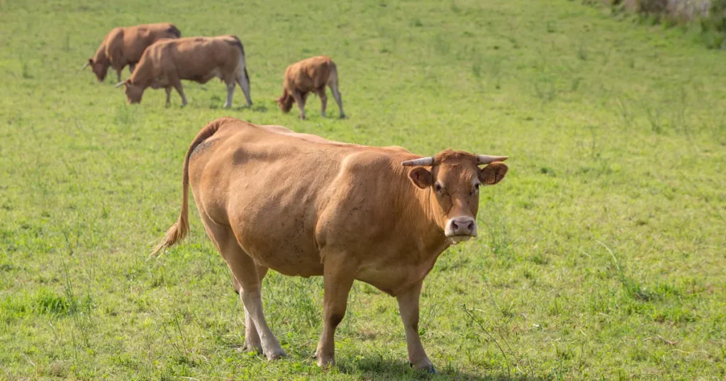 Limousin cattle