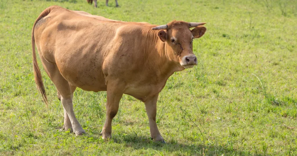 Limousin cattle