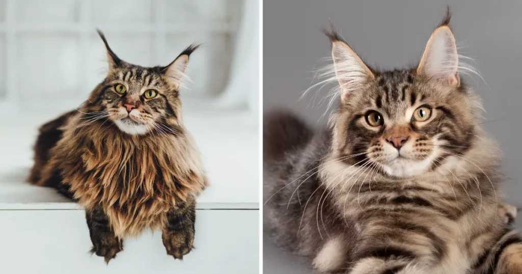 Maine Coon