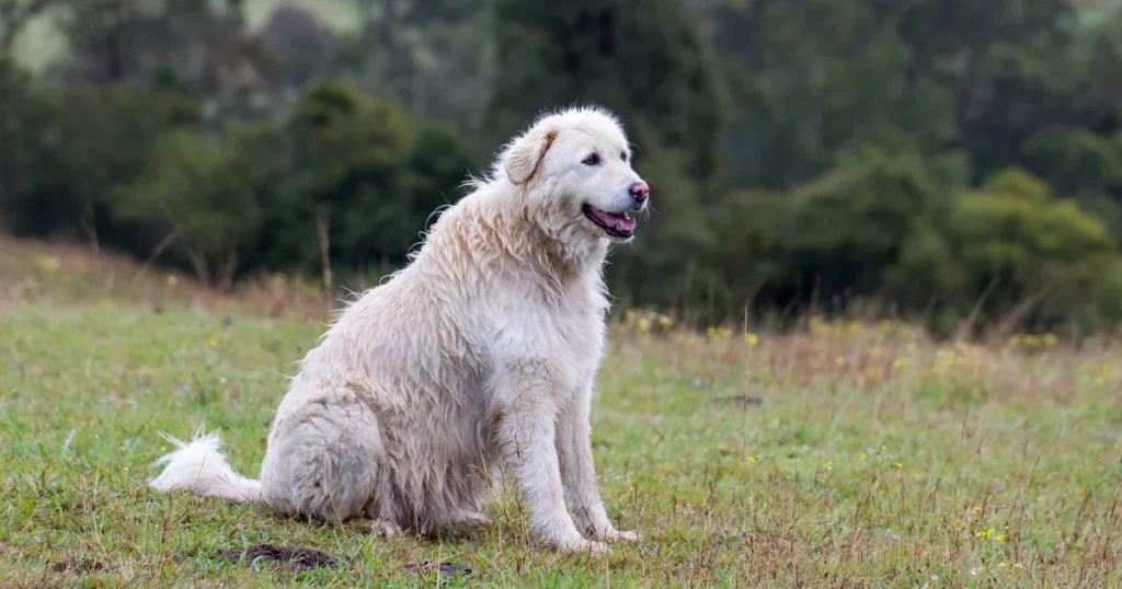 Maremma Sheepdog