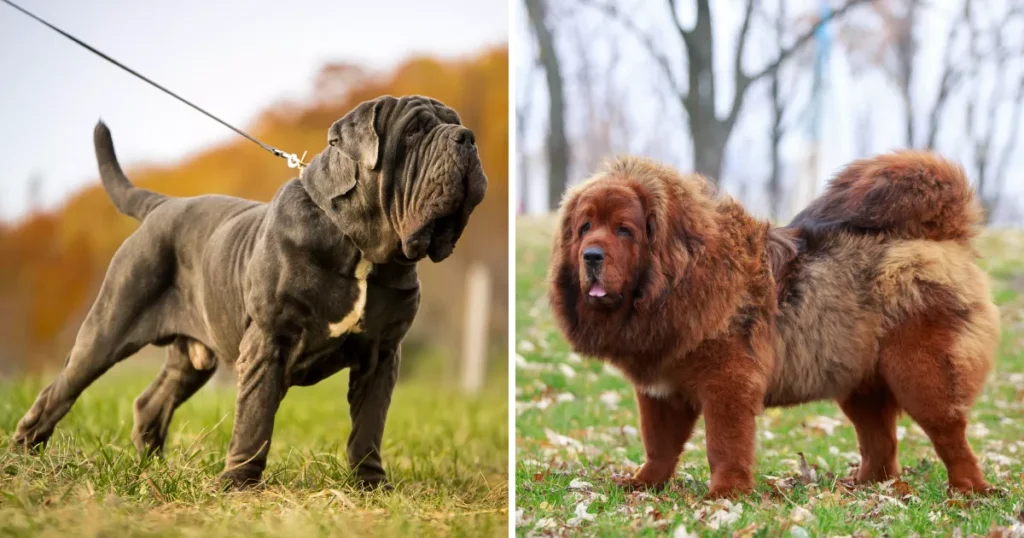 8 Dog Breeds That Weigh Around 100 Lbs (45.4 Kg)