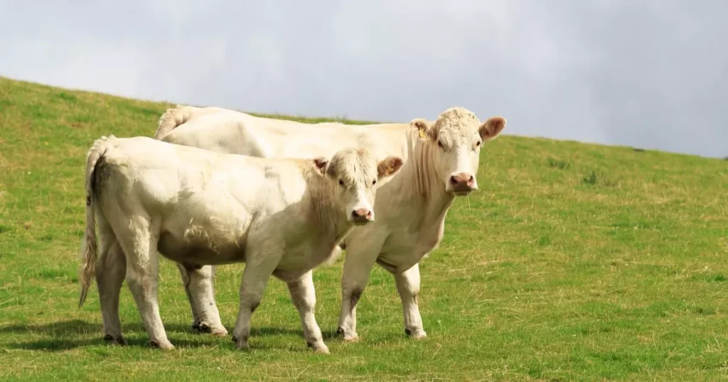 Milking Shorthorn cow