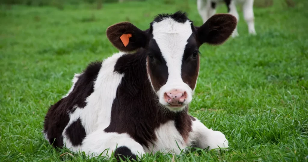 Miniature Jersey Cow