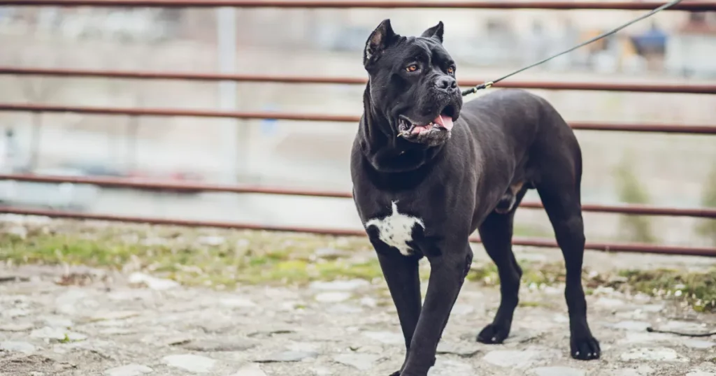 Neapolitan Mastiff