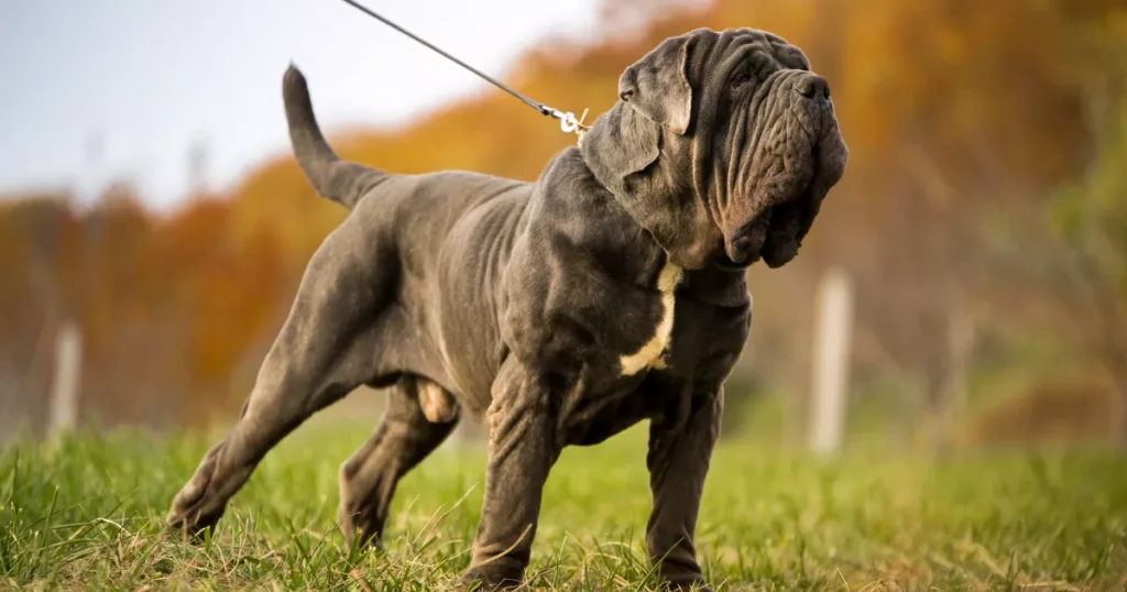 Neapolitan Mastiff