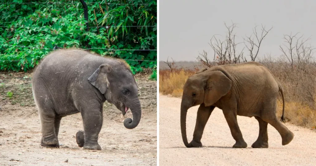 Newborn Elephant