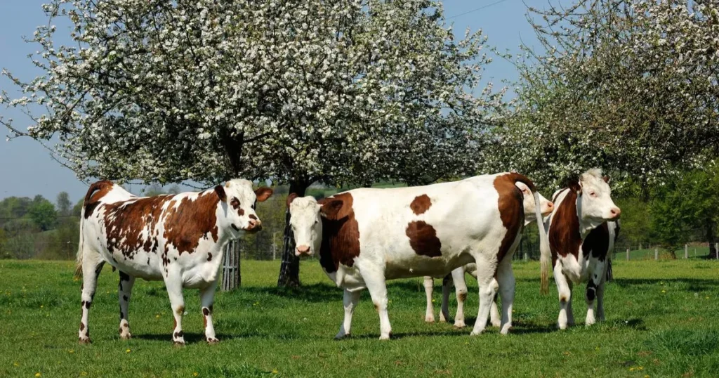 Normande cow