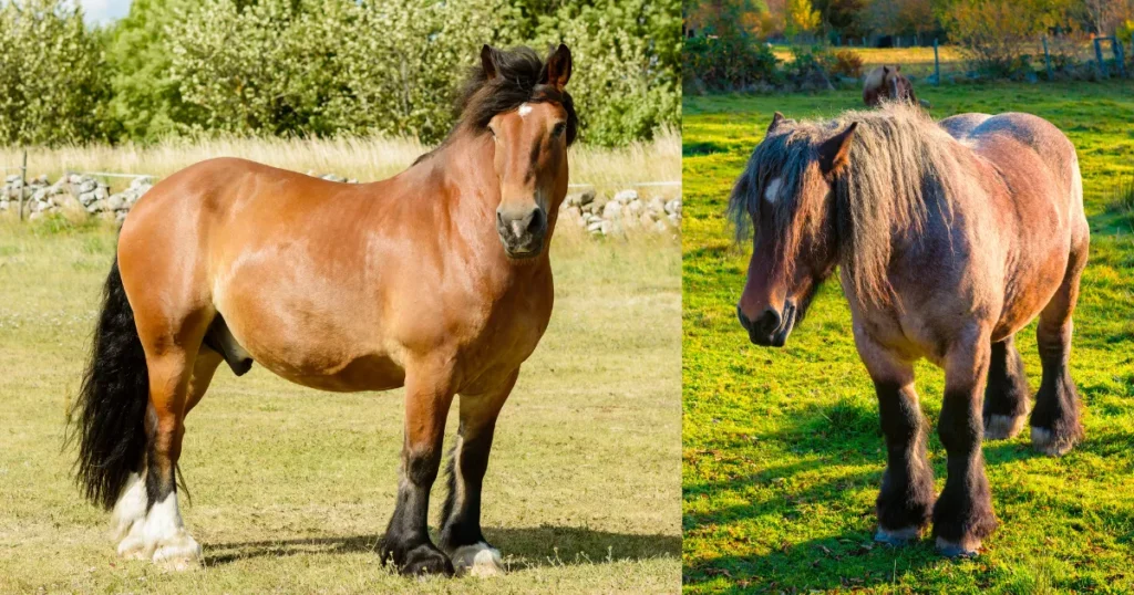 North Swedish Horse 