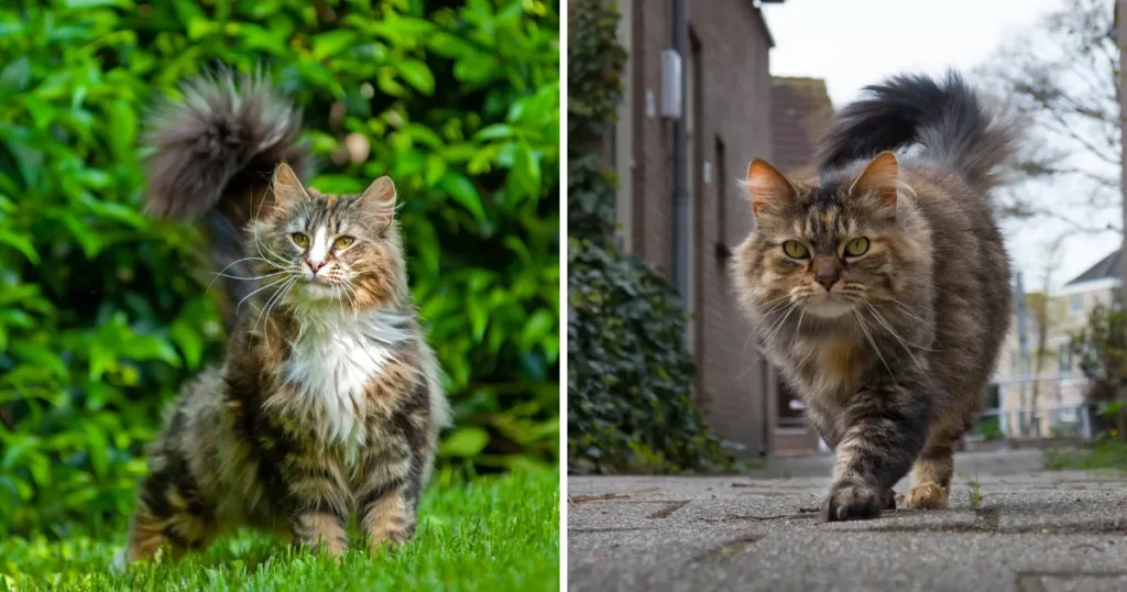 Norwegian Forest Cat