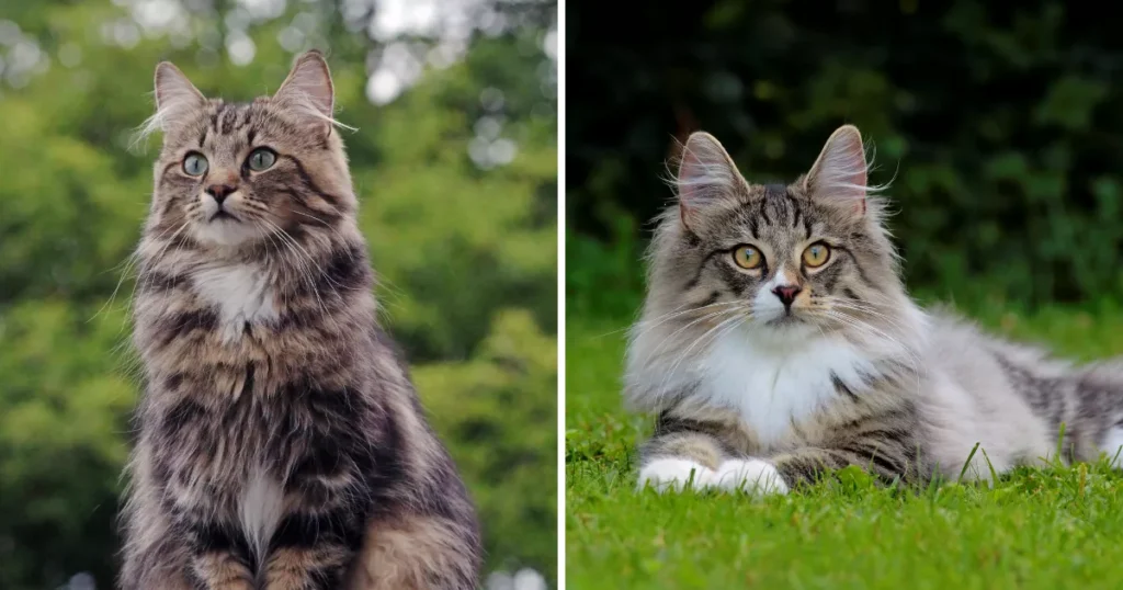 Norwegian Forest Cat