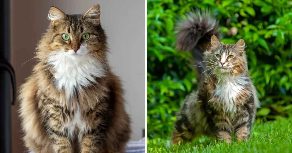 Norwegian Forest Cat