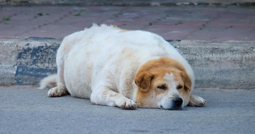 Obese Dog Lying on Ground