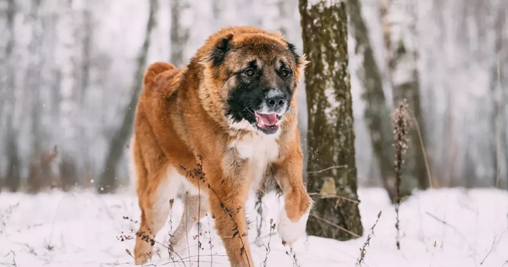 Ovcharka (Caucasian Shepherd Dog)