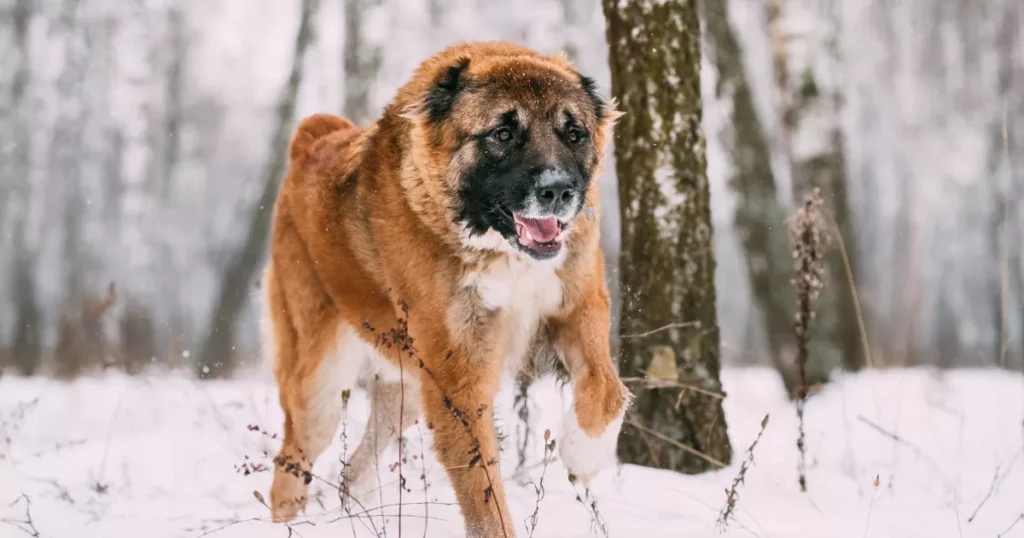 Ovcharka (Caucasian Shepherd Dog)