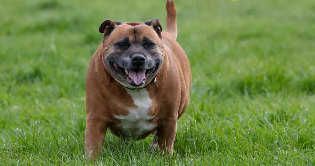 Overweight and Obese Dog