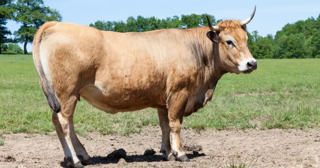 Parthenais cattle