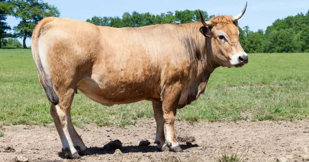 Parthenais cattle