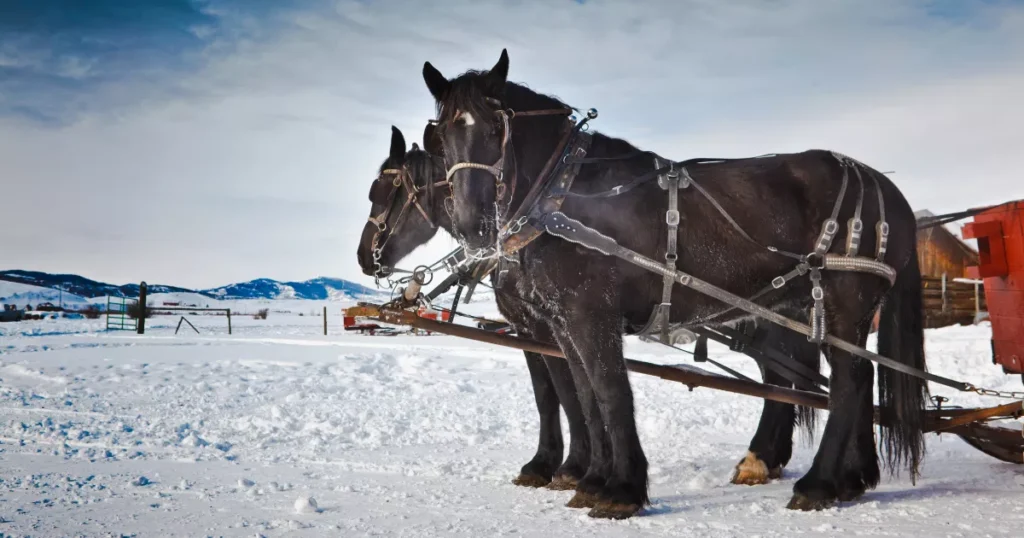 Percheron