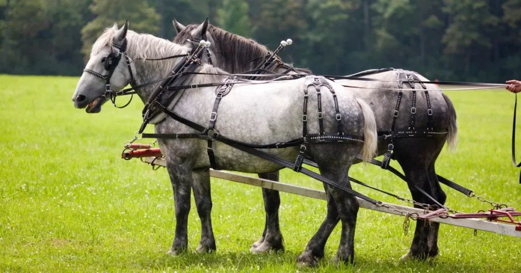 Percheron