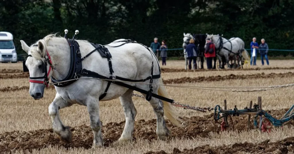 Percheron Horse 