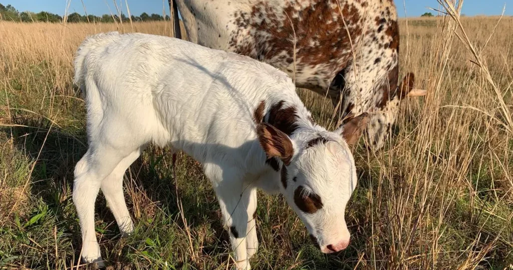 Pineywoods Cow