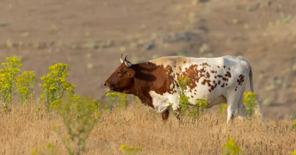 Pineywoods cattle