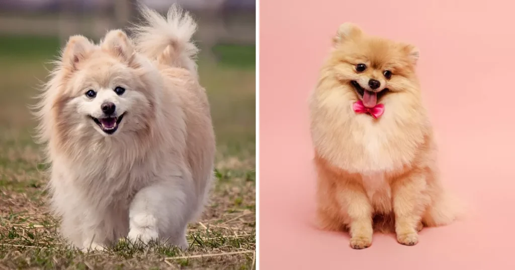 Pomeranian