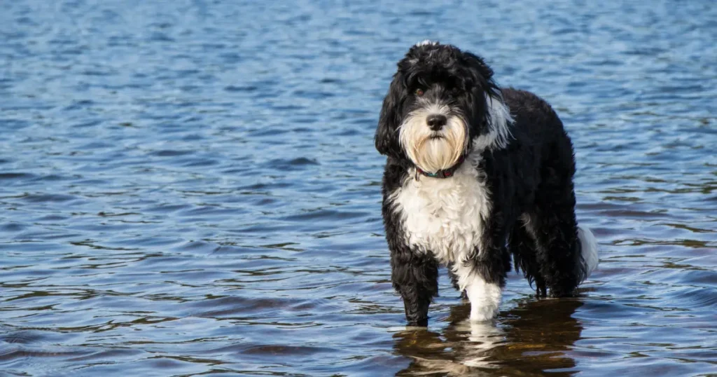 Portuguese Water Dog